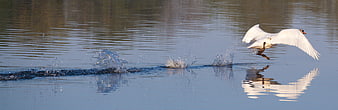 White Swan Taking Off from Lake with Splash