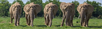 Five African Elephants Standing In A Row In A Green Grassland