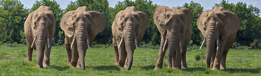 Five African Elephants Standing In A Row In A Green Grassland