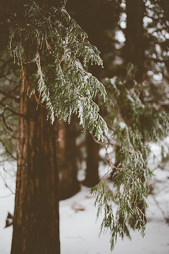 Snowy evergreen branch in winter forest