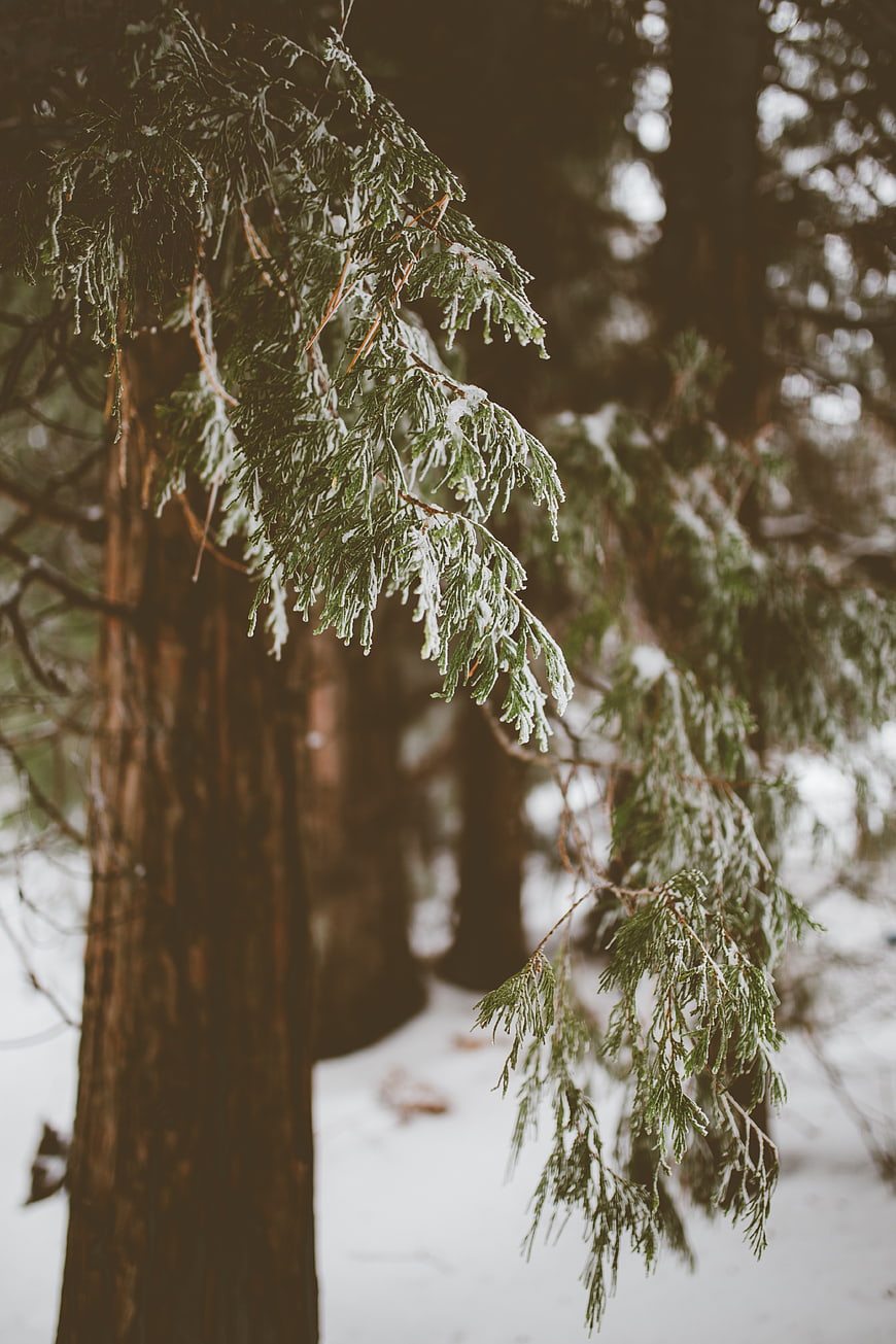 Snowy evergreen branch in winter forest