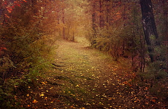 Misty Autumn Forest Path With Falling Leaves And Golden Light