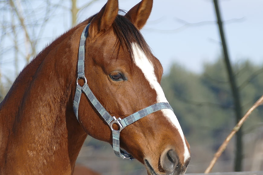 Close-up Portrait of Brown Horse with White Blaze