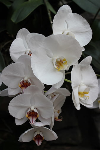 Close-up of elegant white orchid flowers with yellow centers