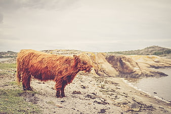 Shaggy Highland Cow Standing on Rocky Coastal Beach