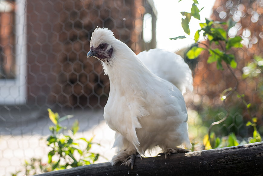 White Silkie Chicken Perched on Wooden Fence