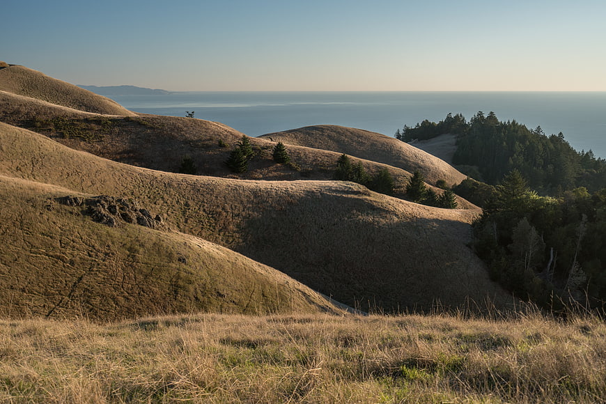 Golden rolling hills landscape with ocean view and pine trees