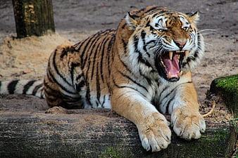Roaring tiger lying on log in natural habitat