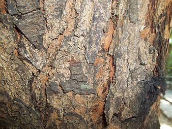 Rough Tree Bark Texture Close Up
