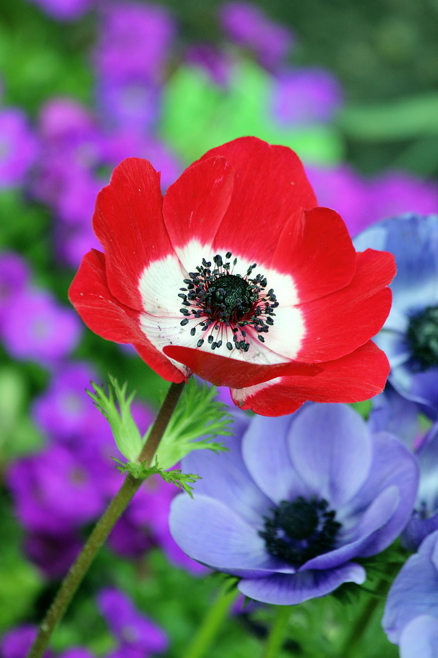Vibrant Red Anemone Flower with Blue and Purple Background