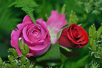 Close-up of Pink and Red Roses in a Garden