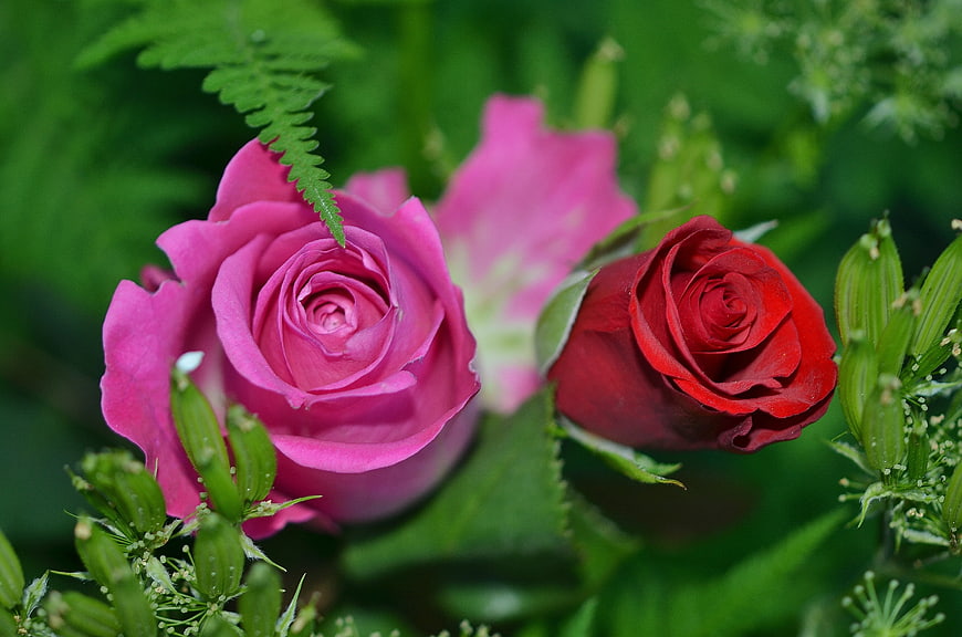Close-up of Pink and Red Roses in a Garden