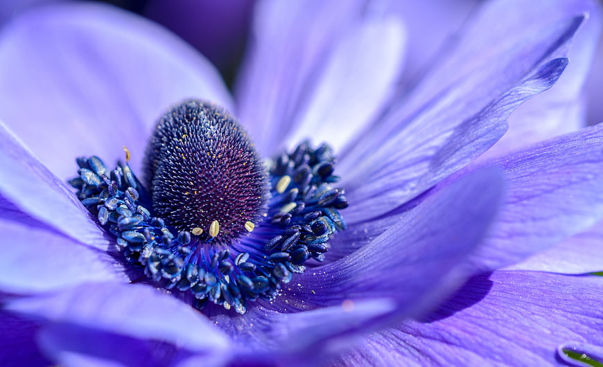 Macro Photography of Purple Anemone Flower Center