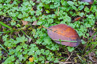 Brown autumn leaf on green forest floor with dew