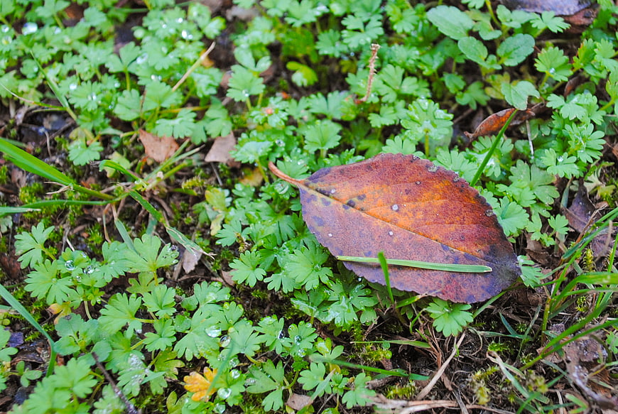 Brown autumn leaf on green forest floor with dew