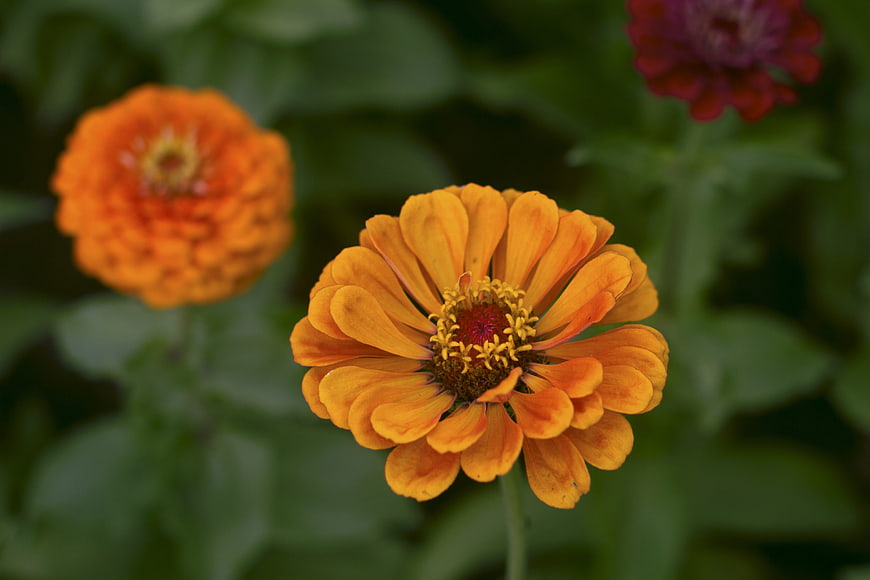 Close-up of vibrant orange zinnia flower in garden