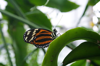 Close-up of a Heliconius butterfly on a green leaf