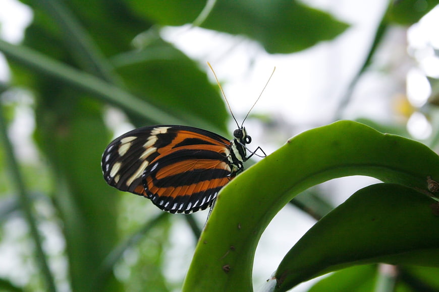Close-up of a Heliconius butterfly on a green leaf