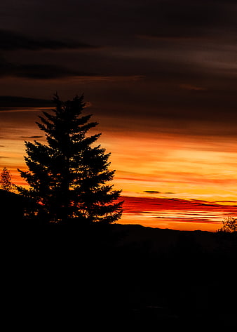 Silhouette of Pine Tree Against Vibrant Orange Sunset Sky