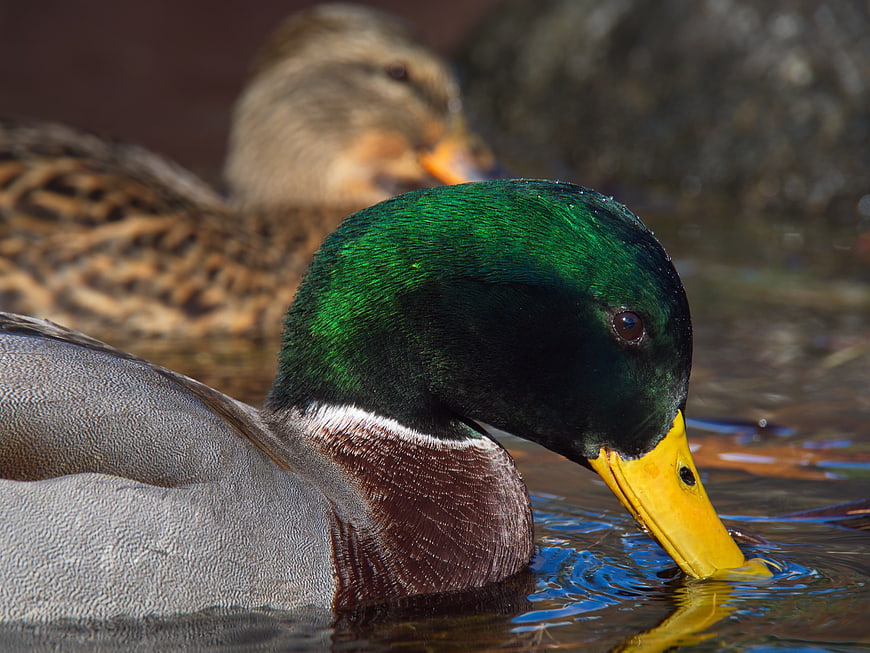Close-up of a male mallard duck swimming in water