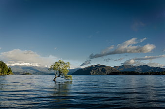 Solitary Tree in Lake with Snow-Capped Mountains