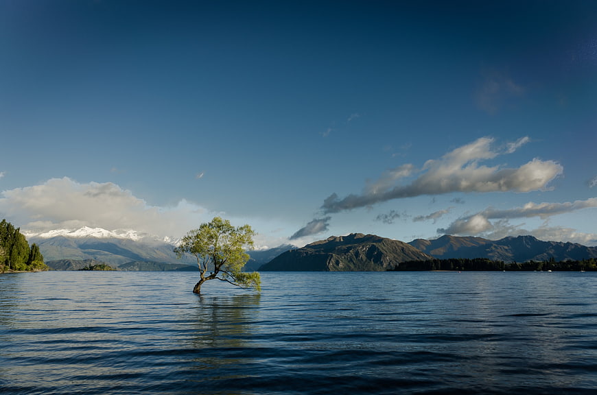 Solitary Tree in Lake with Snow-Capped Mountains