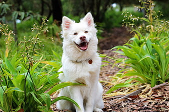 Happy White Lapphund Puppy Sitting in Green Garden