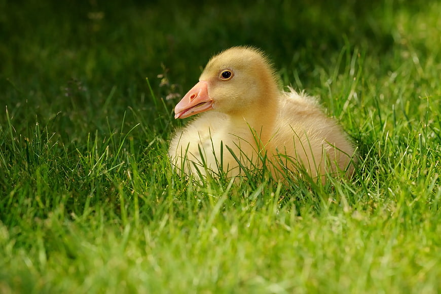Cute Yellow Gosling Resting in Green Grass