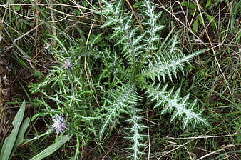 Close-up of a Spiny Thistle Plant in a Meadow