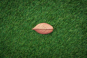 Single brown autumn leaf resting on green grass texture