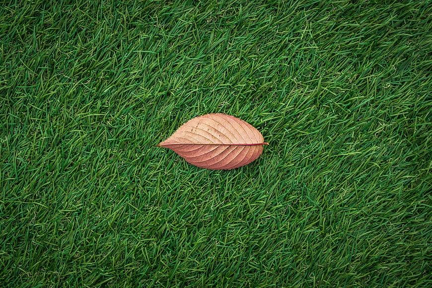 Single brown autumn leaf resting on green grass texture