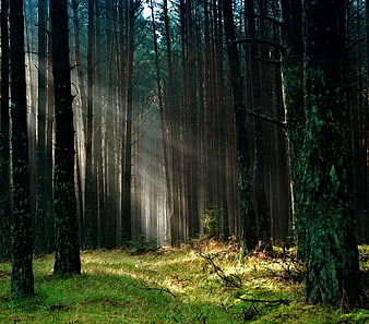 Sunbeams streaming through misty pine forest