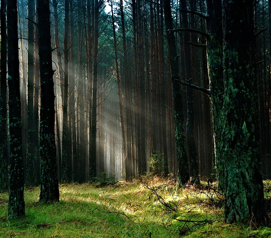 Sunbeams streaming through misty pine forest