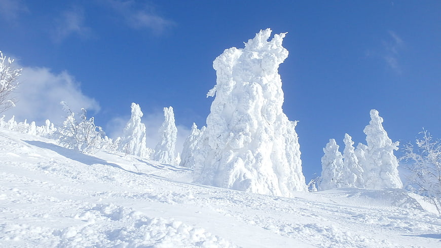 Snow-covered trees on a sunny winter mountain slope