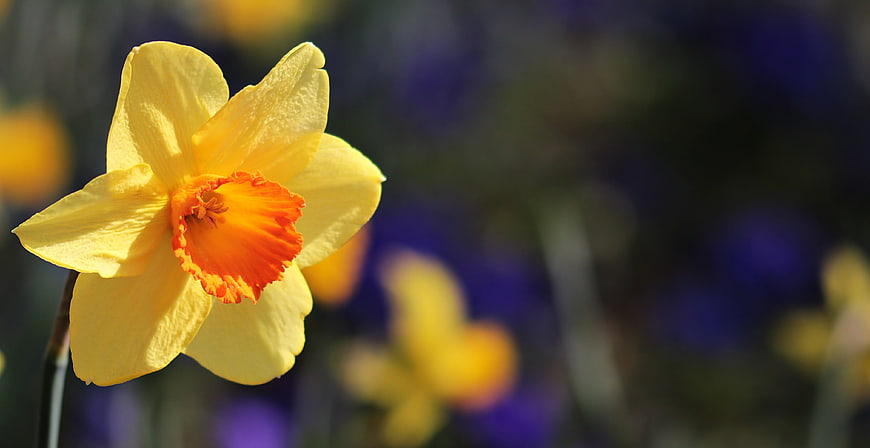 Close-up of a yellow daffodil with orange center against blurred background