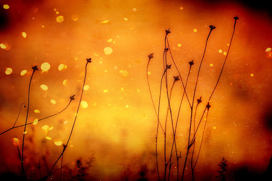 Silhouette of dried plant stems against warm orange bokeh background