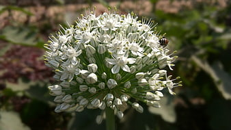Close-up of white allium flower with bee pollinating