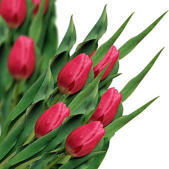 Vibrant Red Tulips on White Background