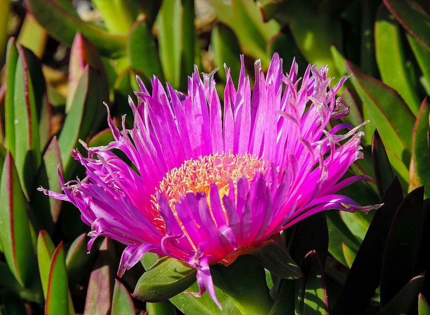 Vibrant Pink Ice Plant Flower Close-Up
