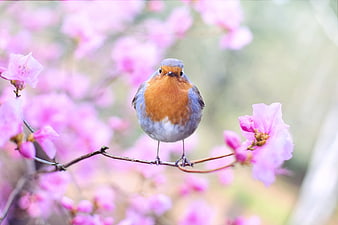 European Robin perched on pink azalea branch in spring