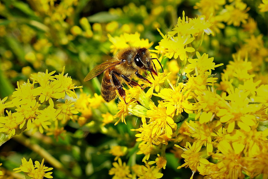 Honeybee Pollinating Yellow Goldenrod Flowers