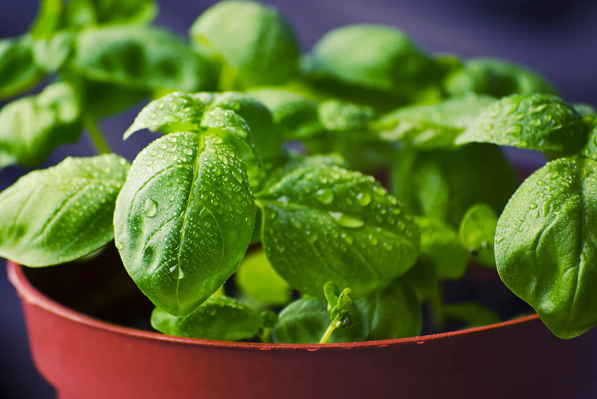 Fresh Basil Plant with Water Droplets in Red Pot