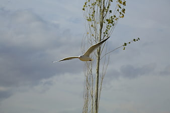 Seagull flying past a tall tree against a cloudy sky