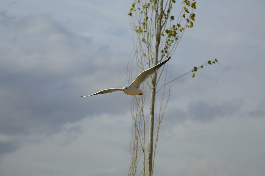 Seagull flying past a tall tree against a cloudy sky