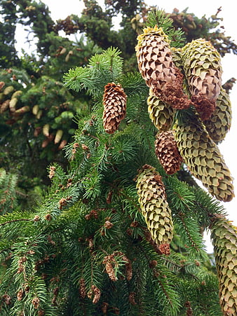 Close-up of fir tree cones and green needles