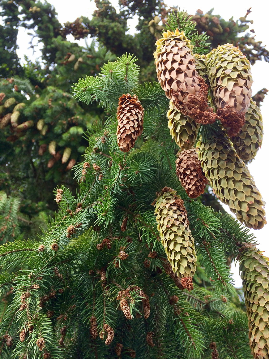 Close-up of fir tree cones and green needles