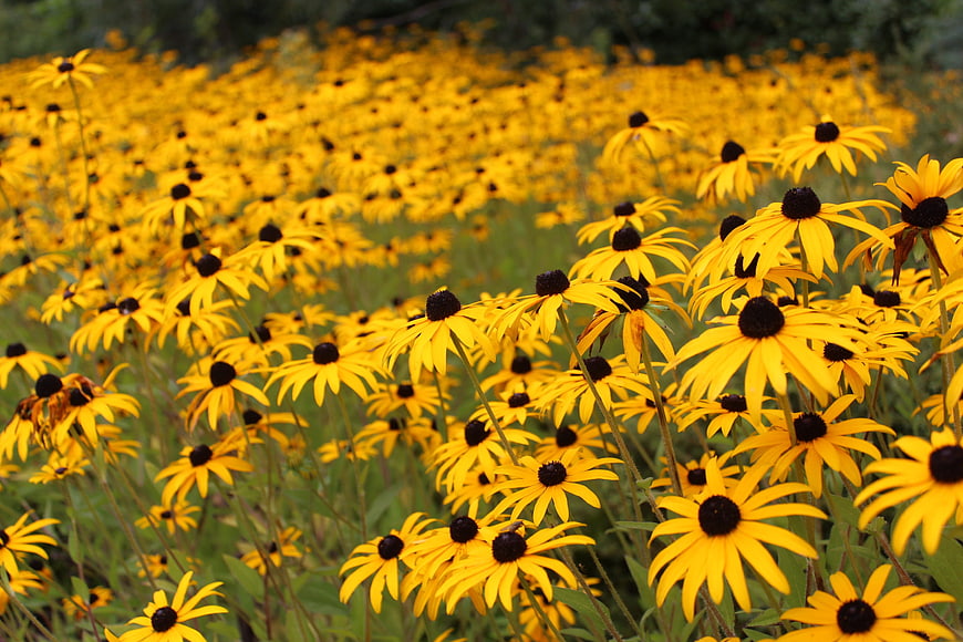Vibrant Field of Yellow Black-Eyed Susans in Summer