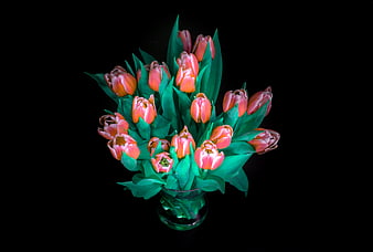 Pink Tulips in Glass Vase on Black Background