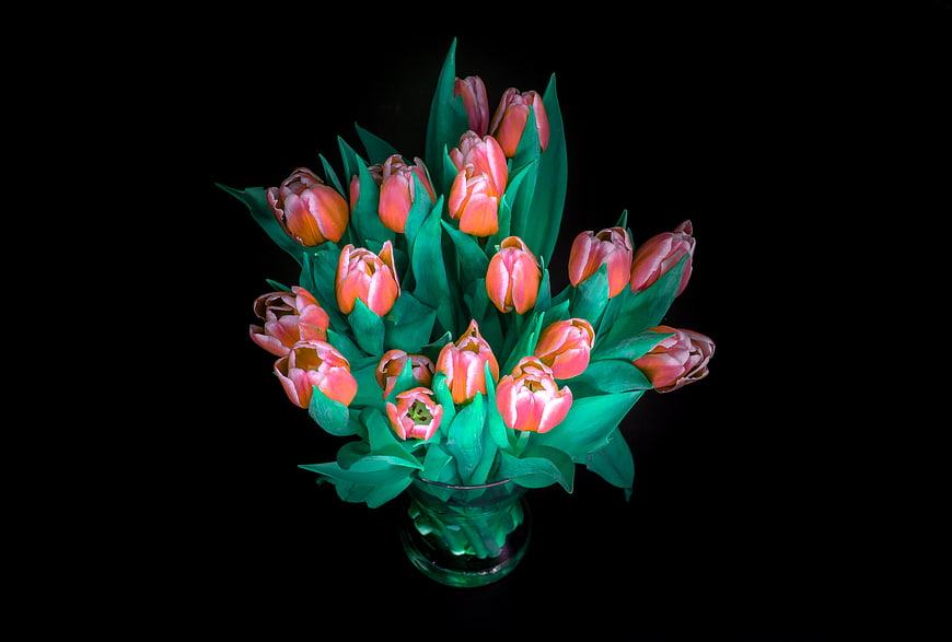 Pink Tulips in Glass Vase on Black Background