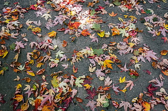 Top View of Colorful Autumn Maple Leaves on Pavement